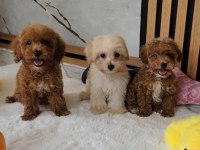 Sevimli Maltipoo Yavrularımız