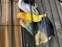 Cennet Papağanı Bebekler