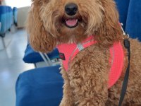 1 YAŞINDA TOY POODLE EĞİTİMLİ