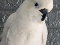 Full Evcil Kakadu Papağanı