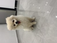 Ayı Surat Pomeranian