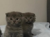 Sütten yeni düşmüş british shorthair yavrular