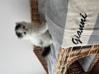 Exotic shorthair ve longhair yavru