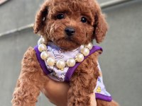 Orjinal Toy Poodle Yavrular