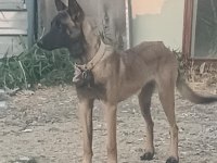 ERKEK BELÇİKA KURDU