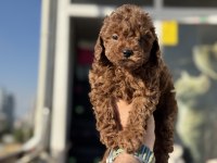Yasal ruhsatlı çiftlikde ziyarete açık toy poodle