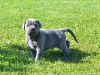 Premium Cane Corso Yavruları