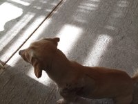Ücretsiz melez büyümeyen köpeğimiz