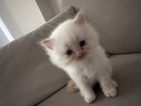 2 Aylık British Shorthair Point Blue Yavrular