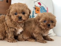 Ankaranın en güzel maltipoo yavruları aşılı pasaportlu