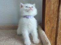 British shorthair yavru kediler