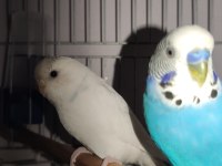 SAĞLIKLI CİFT MUHABBET KUŞLARI