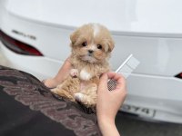 Maltipoo Yavrularımız