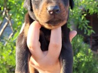 A kalite king doberman yavrular