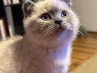 Blue point british shorthair