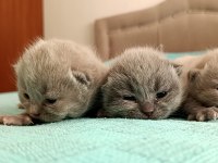 3 tane scottish fold kedimiz biri gri ikisi blue