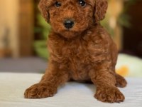 Show Kalite Toy Poodle Köpekler
