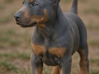 Blue dişi doberman estetikli yavrular