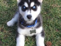Efsane mavi gözlü husky yavrular