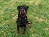 A Kalite Dişi Rottweiler