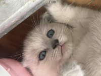 Sevimli dostlar scottish fold