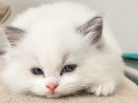 Bicolor Ragdoll Bebekler