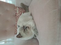 British shorthair blue point