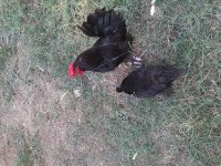 1 horoz 2 tavuk ispenc yani 1 takım ispenc