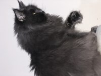 1 Erkek Ve 4 Dişi Yetişkin Maine Coon Kedilerim