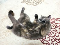 British shorthair Miya kedimize ev arıyoruz