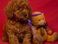 IRK GARANTİLİ TOY POODLE YAVRULARI