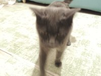 British shorthair annemiz 1 buçuk yaşında