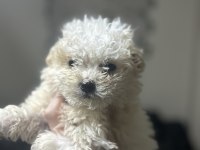 A kalite maltipoo yavrular
