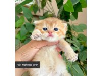 British Shorthair Yavrular