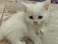 British shorthair kedisi