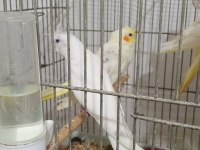45 Günlük Evcil Albino Ve Lutino Sultan Papağanı Yavrular