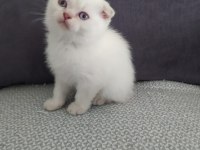 Blue point 50 günlük scottish fold