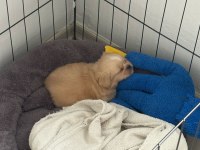 2 aylık erkek yavru pekinez köpeği