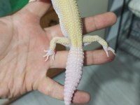 Yavru Leopar Gecko
