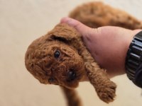 Toy poodle yavrularımız