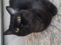 Nazlı ve naif siyah british shorthair kızımıza sıcak yuva