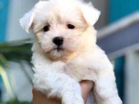 Maltese Yavrularımız