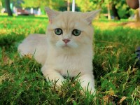 Safkan british shorthair
