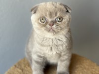 Scottish fold kedisi