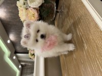 Pamuk pomeranian yavruları