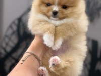Party colour dişi pomeranian