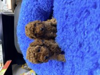VETERİNER HEKİMDEN RED BROWN TEA CUP TOY POODLE YAVRULAR