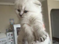 Scottish fold benim yeni ailem olur musunuz