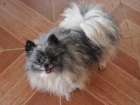 Yetişkin Pomeranian