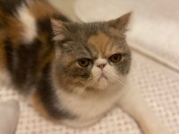 9 aylık exotic shorthair